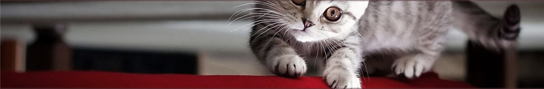 выбор когтеточки