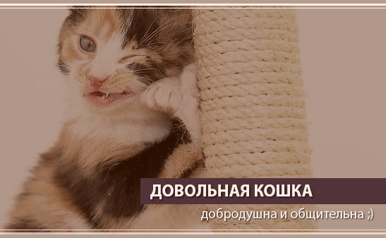 сборка когтеточек бесплатно